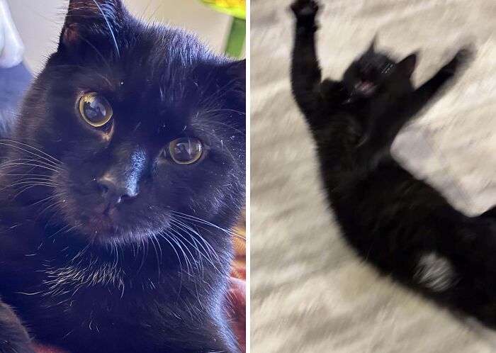 77 Cat Owners Share Their Pets’ Most Majestic Photos Next To Their Least Flattering, And It’s Hilarious 77 Cat Owners Share Their Pets’ Most Majestic Photos Next To Their Least Flattering, And It’s Hilarious