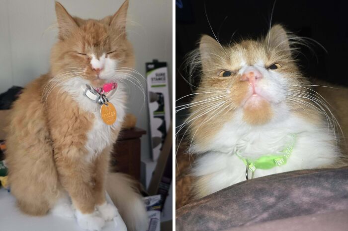 77 Cat Owners Share Their Pets’ Most Majestic Photos Next To Their Least Flattering, And It’s Hilarious 77 Cat Owners Share Their Pets’ Most Majestic Photos Next To Their Least Flattering, And It’s Hilarious