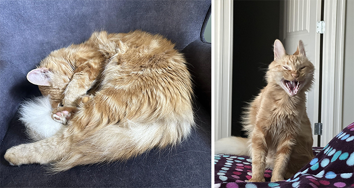 77 Cat Owners Share Their Pets’ Most Majestic Photos Next To Their Least Flattering, And It’s Hilarious 77 Cat Owners Share Their Pets’ Most Majestic Photos Next To Their Least Flattering, And It’s Hilarious
