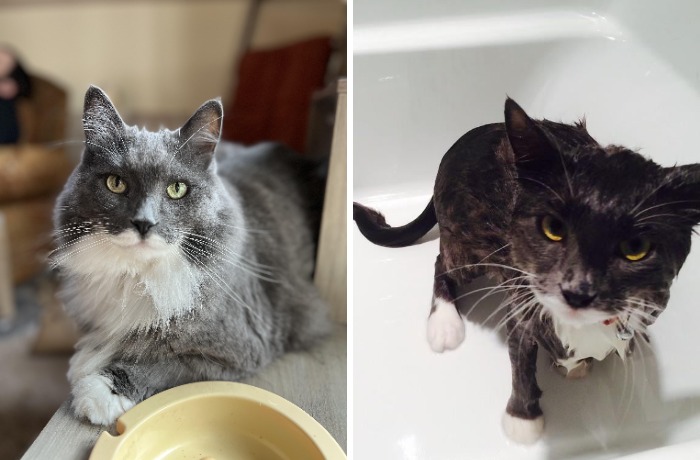 77 Cat Owners Share Their Pets’ Most Majestic Photos Next To Their Least Flattering, And It’s Hilarious 77 Cat Owners Share Their Pets’ Most Majestic Photos Next To Their Least Flattering, And It’s Hilarious