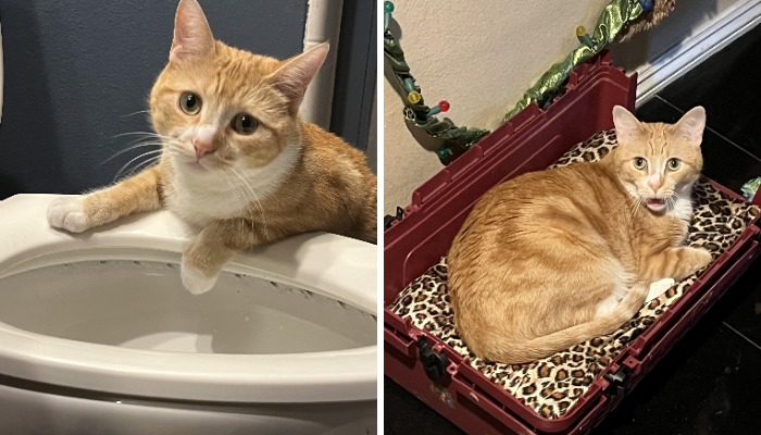 77 Cat Owners Share Their Pets’ Most Majestic Photos Next To Their Least Flattering, And It’s Hilarious 77 Cat Owners Share Their Pets’ Most Majestic Photos Next To Their Least Flattering, And It’s Hilarious