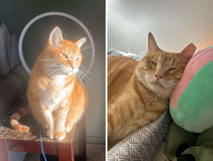 77 Cat Owners Share Their Pets’ Most Majestic Photos Next To Their Least Flattering, And It’s Hilarious 77 Cat Owners Share Their Pets’ Most Majestic Photos Next To Their Least Flattering, And It’s Hilarious