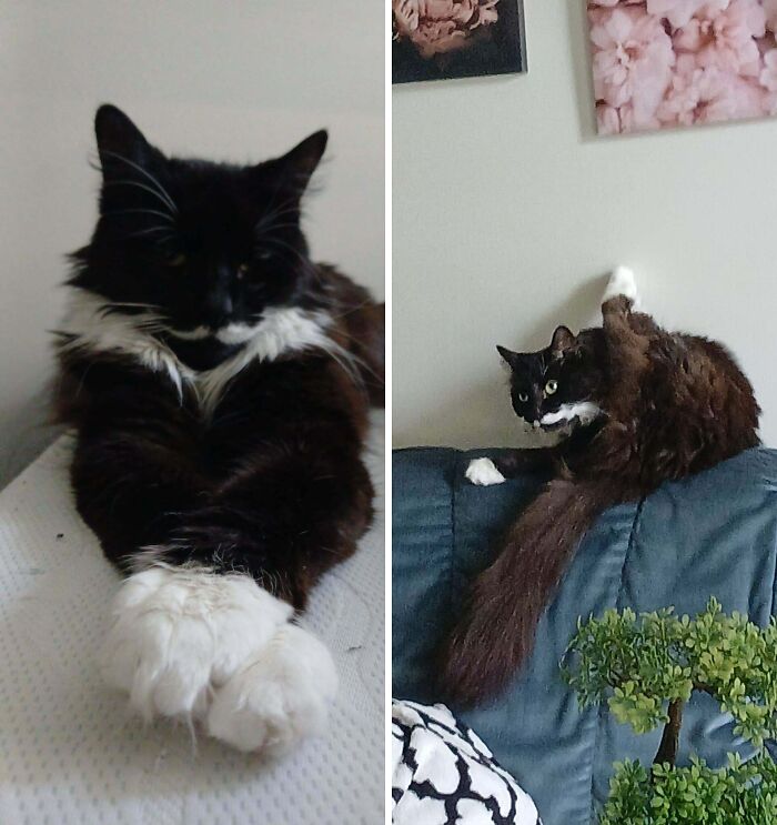 77 Cat Owners Share Their Pets’ Most Majestic Photos Next To Their Least Flattering, And It’s Hilarious 77 Cat Owners Share Their Pets’ Most Majestic Photos Next To Their Least Flattering, And It’s Hilarious