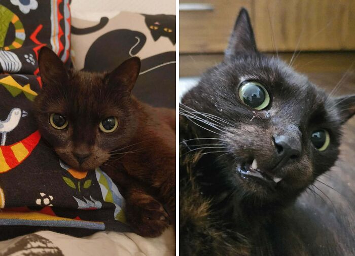 77 Cat Owners Share Their Pets’ Most Majestic Photos Next To Their Least Flattering, And It’s Hilarious 77 Cat Owners Share Their Pets’ Most Majestic Photos Next To Their Least Flattering, And It’s Hilarious