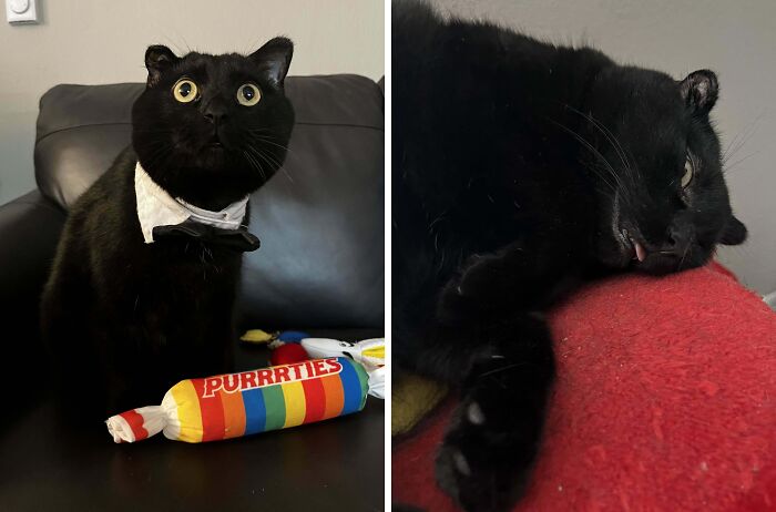77 Cat Owners Share Their Pets’ Most Majestic Photos Next To Their Least Flattering, And It’s Hilarious 77 Cat Owners Share Their Pets’ Most Majestic Photos Next To Their Least Flattering, And It’s Hilarious