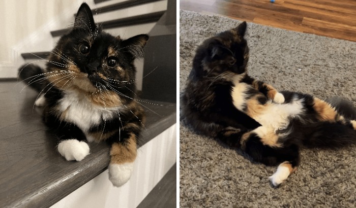 77 Cat Owners Share Their Pets’ Most Majestic Photos Next To Their Least Flattering, And It’s Hilarious 77 Cat Owners Share Their Pets’ Most Majestic Photos Next To Their Least Flattering, And It’s Hilarious