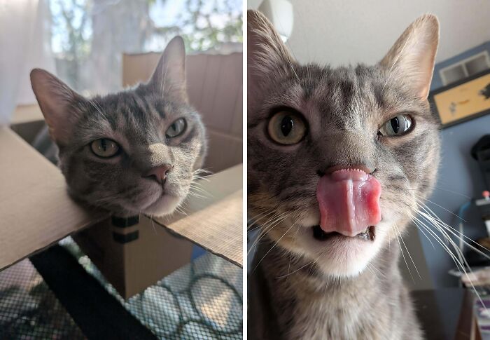 77 Cat Owners Share Their Pets’ Most Majestic Photos Next To Their Least Flattering, And It’s Hilarious 77 Cat Owners Share Their Pets’ Most Majestic Photos Next To Their Least Flattering, And It’s Hilarious