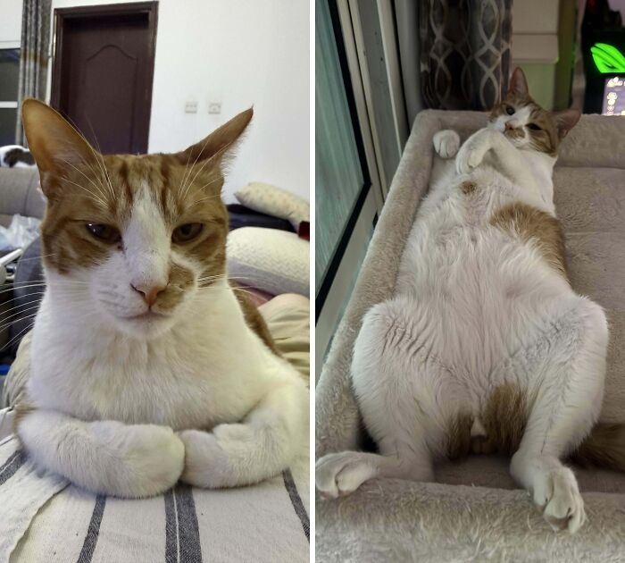 77 Cat Owners Share Their Pets’ Most Majestic Photos Next To Their Least Flattering, And It’s Hilarious 77 Cat Owners Share Their Pets’ Most Majestic Photos Next To Their Least Flattering, And It’s Hilarious