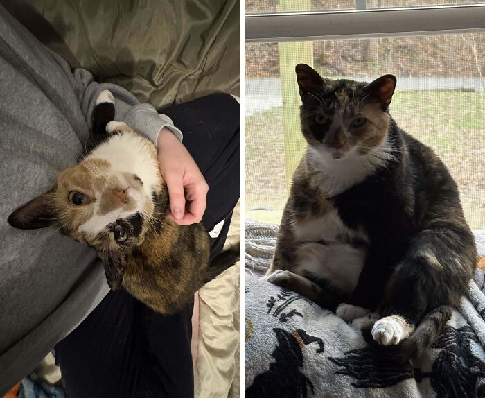 77 Cat Owners Share Their Pets’ Most Majestic Photos Next To Their Least Flattering, And It’s Hilarious 77 Cat Owners Share Their Pets’ Most Majestic Photos Next To Their Least Flattering, And It’s Hilarious