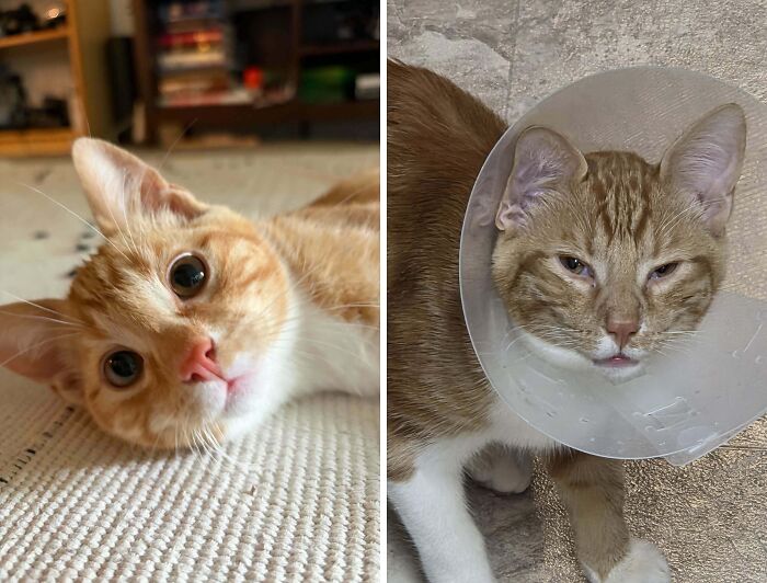 77 Cat Owners Share Their Pets’ Most Majestic Photos Next To Their Least Flattering, And It’s Hilarious 77 Cat Owners Share Their Pets’ Most Majestic Photos Next To Their Least Flattering, And It’s Hilarious