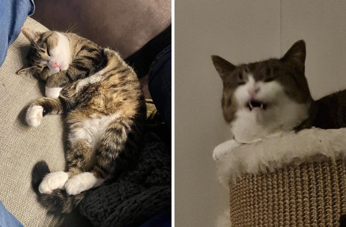 77 Cat Owners Share Their Pets’ Most Majestic Photos Next To Their Least Flattering, And It’s Hilarious 77 Cat Owners Share Their Pets’ Most Majestic Photos Next To Their Least Flattering, And It’s Hilarious