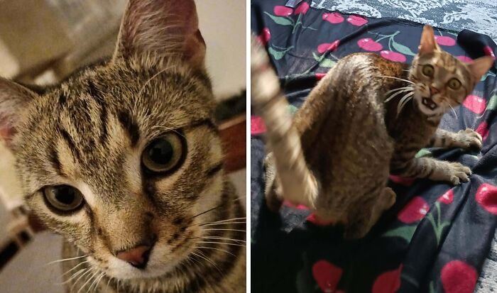 77 Cat Owners Share Their Pets’ Most Majestic Photos Next To Their Least Flattering, And It’s Hilarious 77 Cat Owners Share Their Pets’ Most Majestic Photos Next To Their Least Flattering, And It’s Hilarious