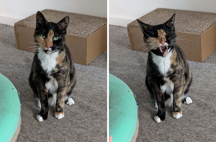 77 Cat Owners Share Their Pets’ Most Majestic Photos Next To Their Least Flattering, And It’s Hilarious 77 Cat Owners Share Their Pets’ Most Majestic Photos Next To Their Least Flattering, And It’s Hilarious
