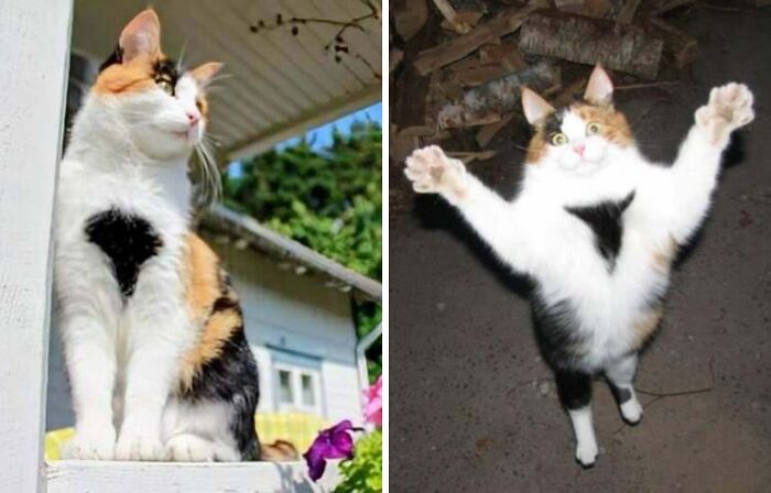 77 Cat Owners Share Their Pets’ Most Majestic Photos Next To Their Least Flattering, And It’s Hilarious 77 Cat Owners Share Their Pets’ Most Majestic Photos Next To Their Least Flattering, And It’s Hilarious