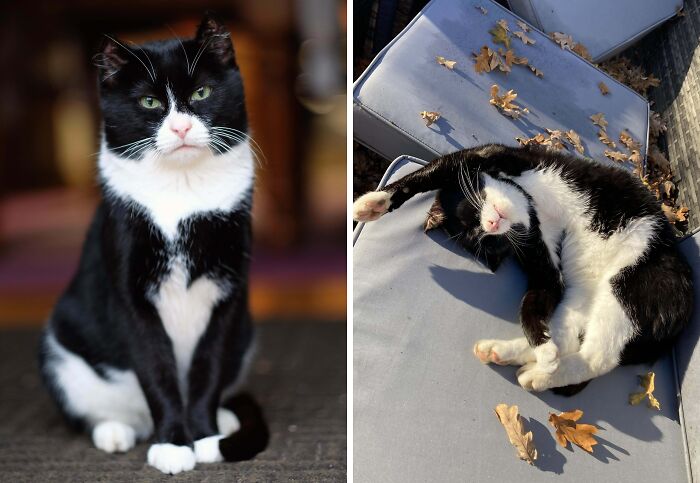 77 Cat Owners Share Their Pets’ Most Majestic Photos Next To Their Least Flattering, And It’s Hilarious 77 Cat Owners Share Their Pets’ Most Majestic Photos Next To Their Least Flattering, And It’s Hilarious