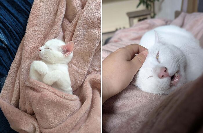 77 Cat Owners Share Their Pets’ Most Majestic Photos Next To Their Least Flattering, And It’s Hilarious 77 Cat Owners Share Their Pets’ Most Majestic Photos Next To Their Least Flattering, And It’s Hilarious