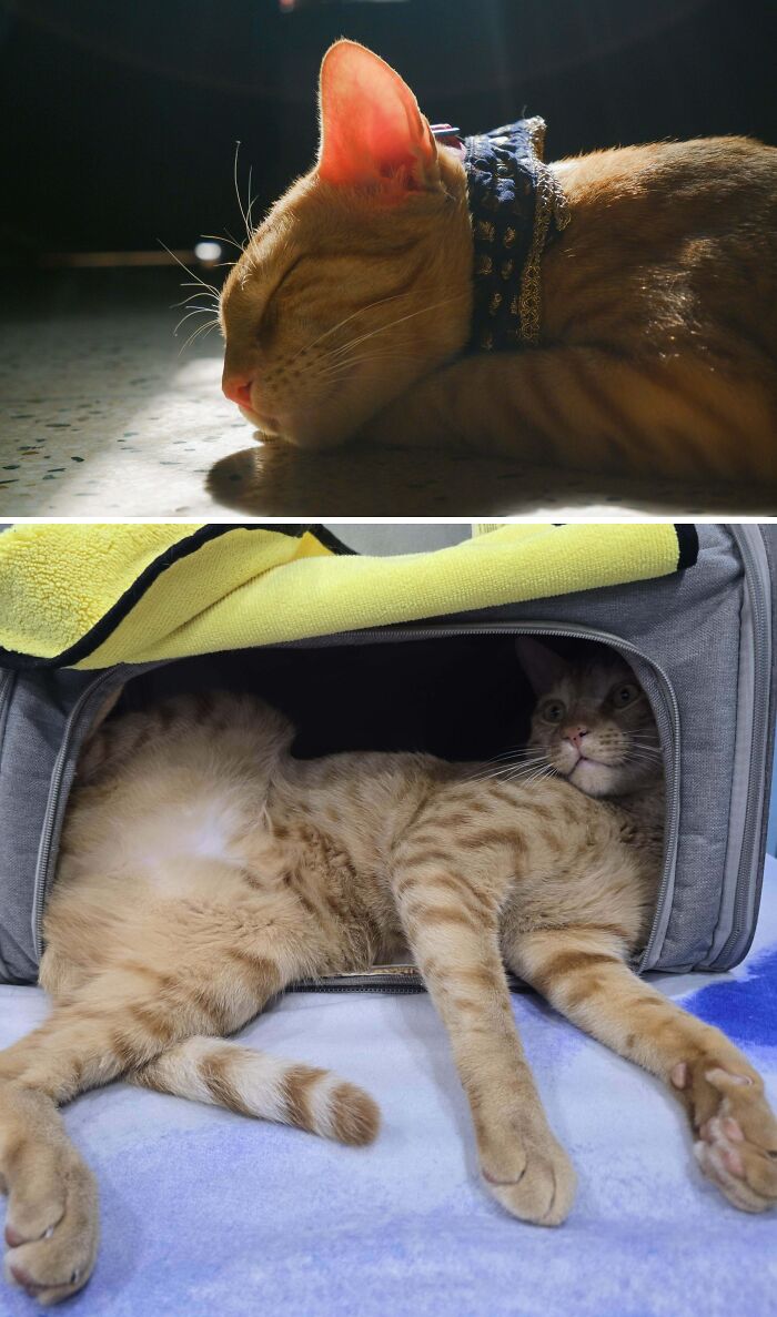 77 Cat Owners Share Their Pets’ Most Majestic Photos Next To Their Least Flattering, And It’s Hilarious 77 Cat Owners Share Their Pets’ Most Majestic Photos Next To Their Least Flattering, And It’s Hilarious