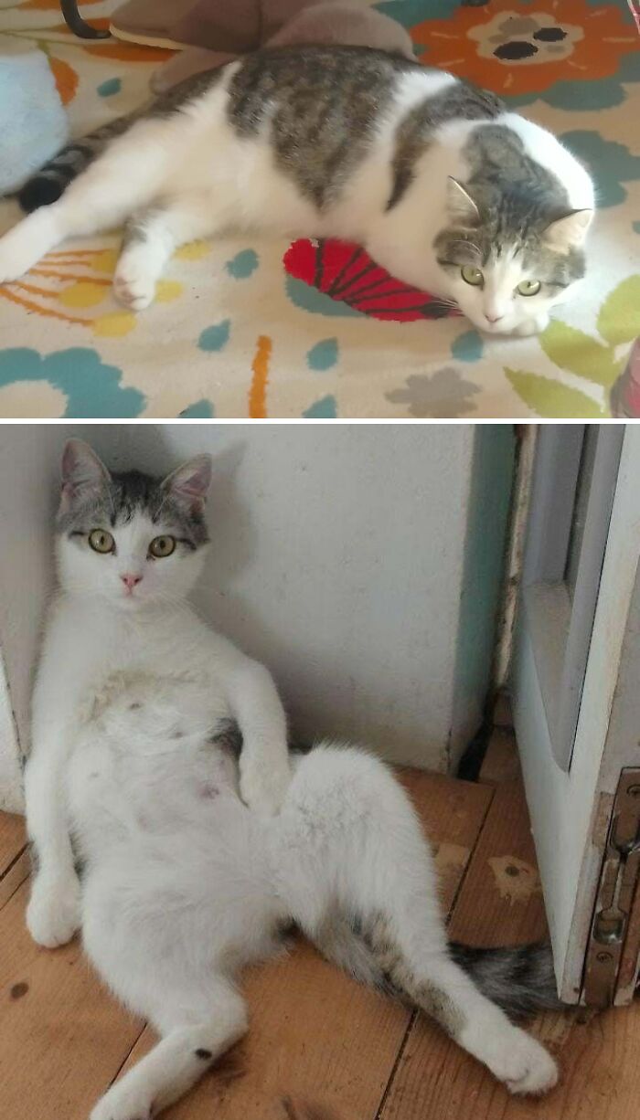 77 Cat Owners Share Their Pets’ Most Majestic Photos Next To Their Least Flattering, And It’s Hilarious 77 Cat Owners Share Their Pets’ Most Majestic Photos Next To Their Least Flattering, And It’s Hilarious