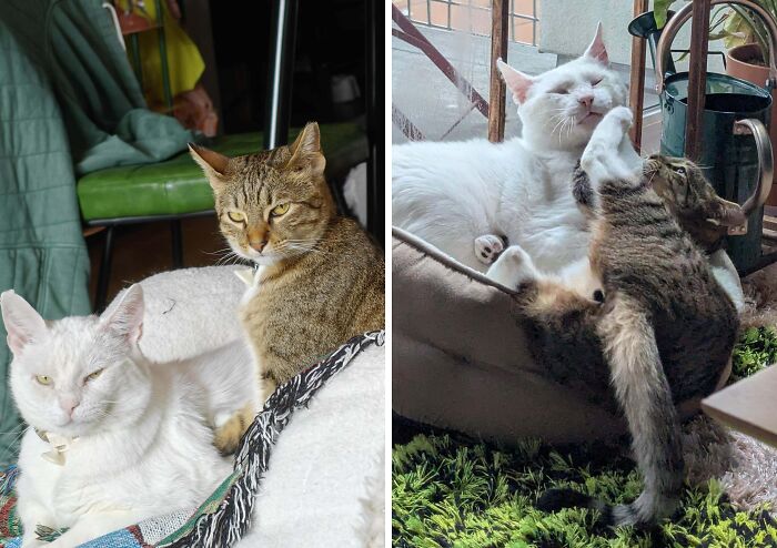 77 Cat Owners Share Their Pets’ Most Majestic Photos Next To Their Least Flattering, And It’s Hilarious 77 Cat Owners Share Their Pets’ Most Majestic Photos Next To Their Least Flattering, And It’s Hilarious