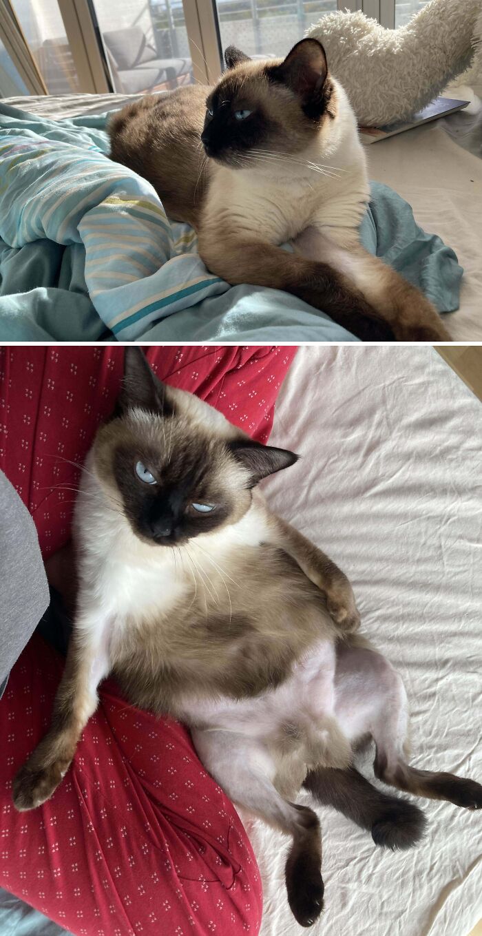 77 Cat Owners Share Their Pets’ Most Majestic Photos Next To Their Least Flattering, And It’s Hilarious 77 Cat Owners Share Their Pets’ Most Majestic Photos Next To Their Least Flattering, And It’s Hilarious