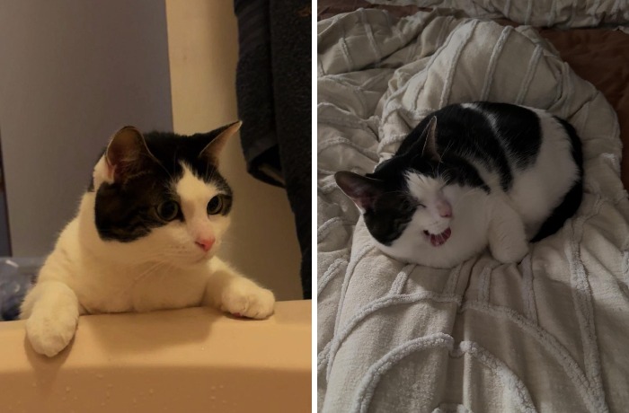 77 Cat Owners Share Their Pets’ Most Majestic Photos Next To Their Least Flattering, And It’s Hilarious 77 Cat Owners Share Their Pets’ Most Majestic Photos Next To Their Least Flattering, And It’s Hilarious