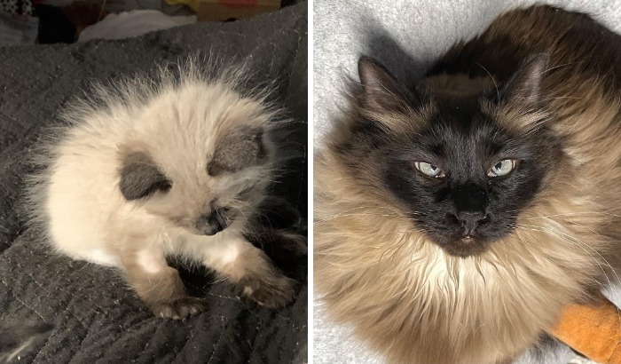 77 Cat Owners Share Their Pets’ Most Majestic Photos Next To Their Least Flattering, And It’s Hilarious 77 Cat Owners Share Their Pets’ Most Majestic Photos Next To Their Least Flattering, And It’s Hilarious
