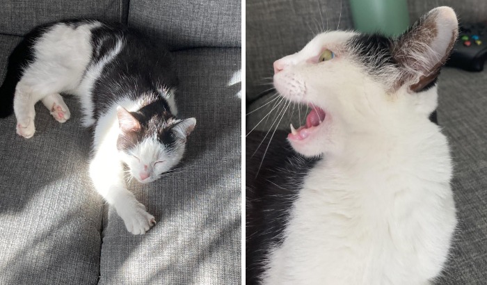 77 Cat Owners Share Their Pets’ Most Majestic Photos Next To Their Least Flattering, And It’s Hilarious 77 Cat Owners Share Their Pets’ Most Majestic Photos Next To Their Least Flattering, And It’s Hilarious