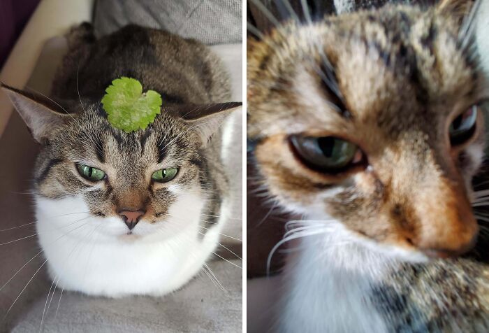 77 Cat Owners Share Their Pets’ Most Majestic Photos Next To Their Least Flattering, And It’s Hilarious 77 Cat Owners Share Their Pets’ Most Majestic Photos Next To Their Least Flattering, And It’s Hilarious