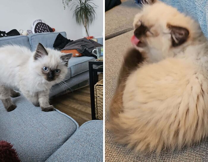 77 Cat Owners Share Their Pets’ Most Majestic Photos Next To Their Least Flattering, And It’s Hilarious 77 Cat Owners Share Their Pets’ Most Majestic Photos Next To Their Least Flattering, And It’s Hilarious