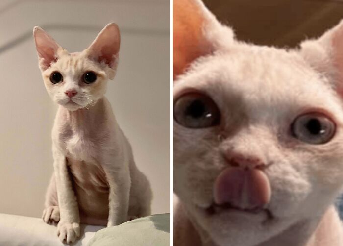77 Cat Owners Share Their Pets’ Most Majestic Photos Next To Their Least Flattering, And It’s Hilarious 77 Cat Owners Share Their Pets’ Most Majestic Photos Next To Their Least Flattering, And It’s Hilarious