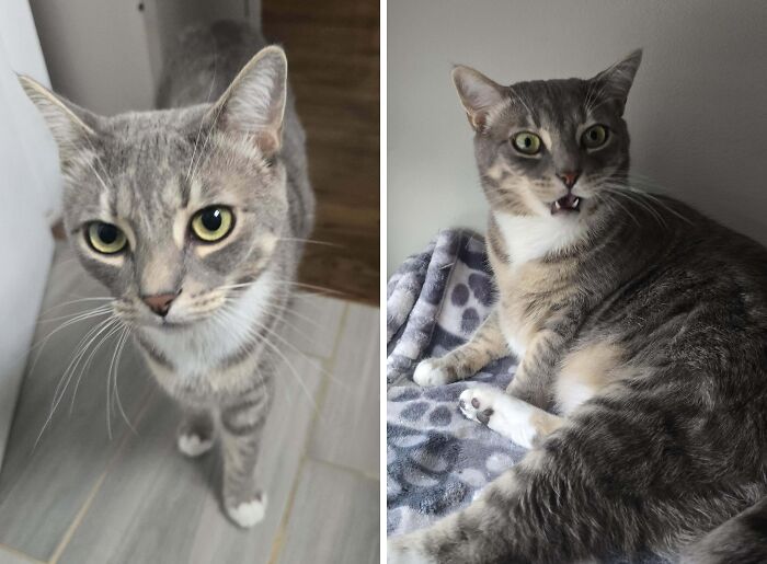 77 Cat Owners Share Their Pets’ Most Majestic Photos Next To Their Least Flattering, And It’s Hilarious 77 Cat Owners Share Their Pets’ Most Majestic Photos Next To Their Least Flattering, And It’s Hilarious