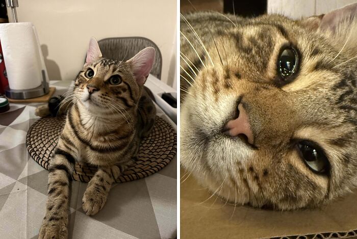 77 Cat Owners Share Their Pets’ Most Majestic Photos Next To Their Least Flattering, And It’s Hilarious 77 Cat Owners Share Their Pets’ Most Majestic Photos Next To Their Least Flattering, And It’s Hilarious