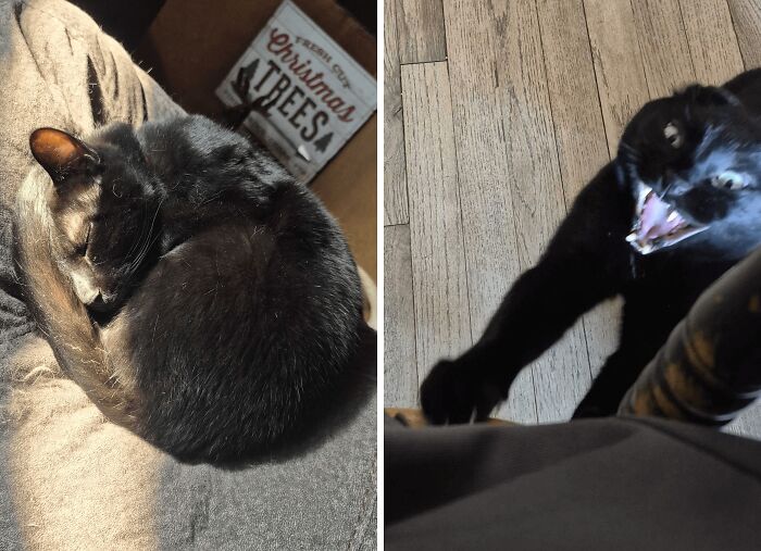 77 Cat Owners Share Their Pets’ Most Majestic Photos Next To Their Least Flattering, And It’s Hilarious 77 Cat Owners Share Their Pets’ Most Majestic Photos Next To Their Least Flattering, And It’s Hilarious
