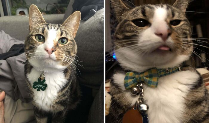 77 Cat Owners Share Their Pets’ Most Majestic Photos Next To Their Least Flattering, And It’s Hilarious 77 Cat Owners Share Their Pets’ Most Majestic Photos Next To Their Least Flattering, And It’s Hilarious