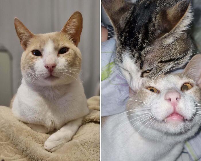 77 Cat Owners Share Their Pets’ Most Majestic Photos Next To Their Least Flattering, And It’s Hilarious 77 Cat Owners Share Their Pets’ Most Majestic Photos Next To Their Least Flattering, And It’s Hilarious