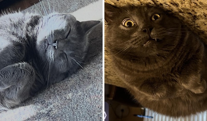 77 Cat Owners Share Their Pets’ Most Majestic Photos Next To Their Least Flattering, And It’s Hilarious 77 Cat Owners Share Their Pets’ Most Majestic Photos Next To Their Least Flattering, And It’s Hilarious