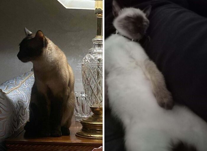 77 Cat Owners Share Their Pets’ Most Majestic Photos Next To Their Least Flattering, And It’s Hilarious 77 Cat Owners Share Their Pets’ Most Majestic Photos Next To Their Least Flattering, And It’s Hilarious