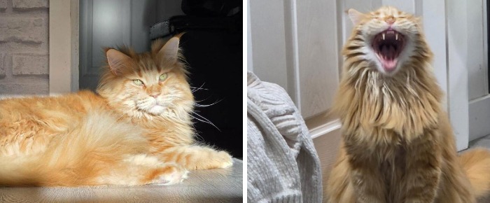 77 Cat Owners Share Their Pets’ Most Majestic Photos Next To Their Least Flattering, And It’s Hilarious 77 Cat Owners Share Their Pets’ Most Majestic Photos Next To Their Least Flattering, And It’s Hilarious