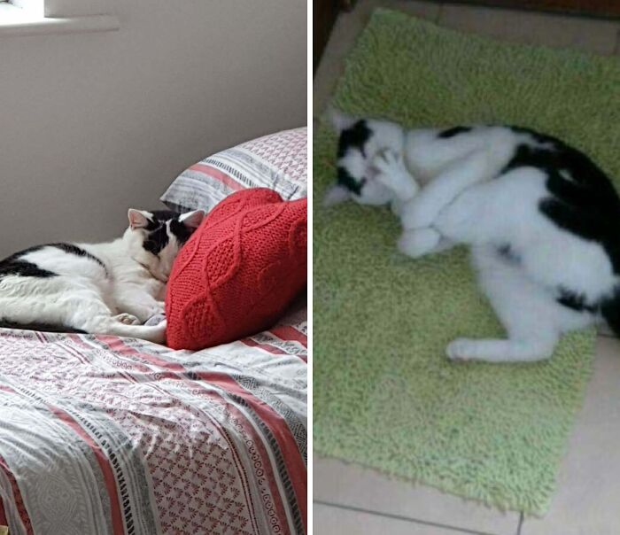 77 Cat Owners Share Their Pets’ Most Majestic Photos Next To Their Least Flattering, And It’s Hilarious 77 Cat Owners Share Their Pets’ Most Majestic Photos Next To Their Least Flattering, And It’s Hilarious