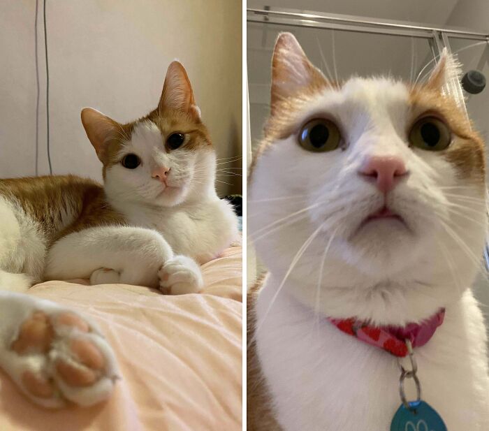 77 Cat Owners Share Their Pets’ Most Majestic Photos Next To Their Least Flattering, And It’s Hilarious 77 Cat Owners Share Their Pets’ Most Majestic Photos Next To Their Least Flattering, And It’s Hilarious