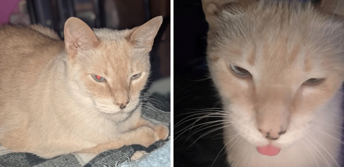 77 Cat Owners Share Their Pets’ Most Majestic Photos Next To Their Least Flattering, And It’s Hilarious 77 Cat Owners Share Their Pets’ Most Majestic Photos Next To Their Least Flattering, And It’s Hilarious