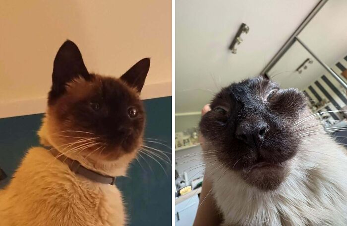 77 Cat Owners Share Their Pets’ Most Majestic Photos Next To Their Least Flattering, And It’s Hilarious 77 Cat Owners Share Their Pets’ Most Majestic Photos Next To Their Least Flattering, And It’s Hilarious