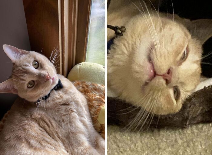 77 Cat Owners Share Their Pets’ Most Majestic Photos Next To Their Least Flattering, And It’s Hilarious 77 Cat Owners Share Their Pets’ Most Majestic Photos Next To Their Least Flattering, And It’s Hilarious