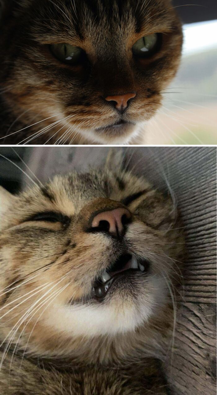 77 Cat Owners Share Their Pets’ Most Majestic Photos Next To Their Least Flattering, And It’s Hilarious 77 Cat Owners Share Their Pets’ Most Majestic Photos Next To Their Least Flattering, And It’s Hilarious