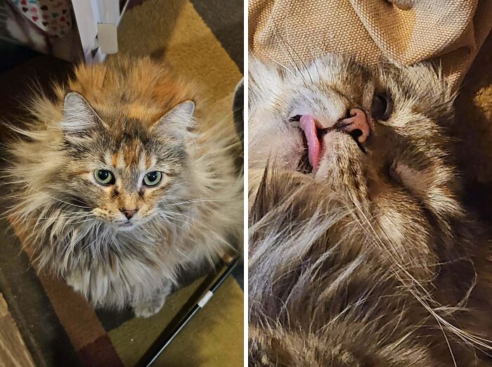 77 Cat Owners Share Their Pets’ Most Majestic Photos Next To Their Least Flattering, And It’s Hilarious 77 Cat Owners Share Their Pets’ Most Majestic Photos Next To Their Least Flattering, And It’s Hilarious