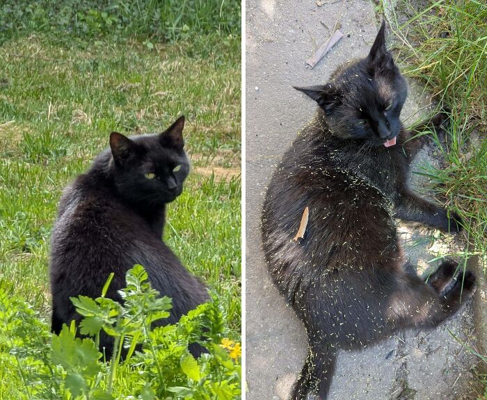 77 Cat Owners Share Their Pets’ Most Majestic Photos Next To Their Least Flattering, And It’s Hilarious 77 Cat Owners Share Their Pets’ Most Majestic Photos Next To Their Least Flattering, And It’s Hilarious