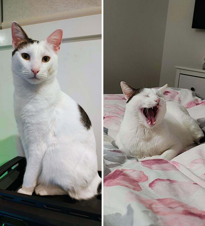 77 Cat Owners Share Their Pets’ Most Majestic Photos Next To Their Least Flattering, And It’s Hilarious 77 Cat Owners Share Their Pets’ Most Majestic Photos Next To Their Least Flattering, And It’s Hilarious