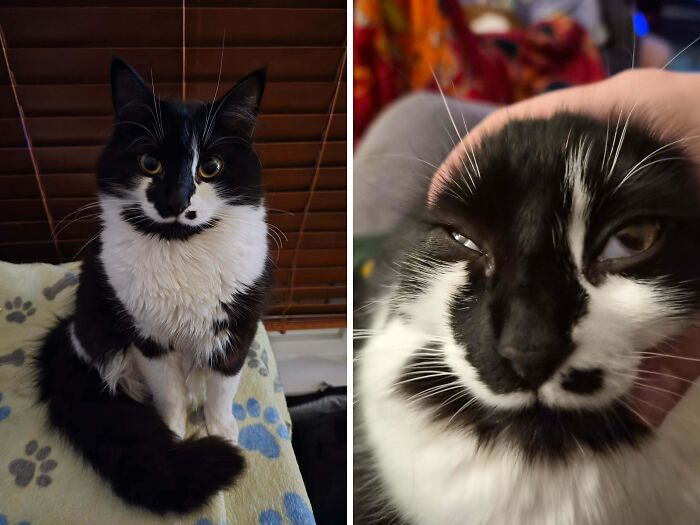 77 Cat Owners Share Their Pets’ Most Majestic Photos Next To Their Least Flattering, And It’s Hilarious 77 Cat Owners Share Their Pets’ Most Majestic Photos Next To Their Least Flattering, And It’s Hilarious