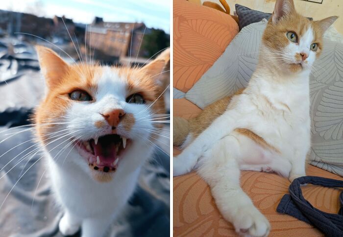 77 Cat Owners Share Their Pets’ Most Majestic Photos Next To Their Least Flattering, And It’s Hilarious 77 Cat Owners Share Their Pets’ Most Majestic Photos Next To Their Least Flattering, And It’s Hilarious