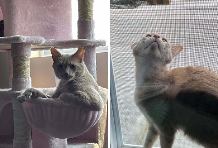 77 Cat Owners Share Their Pets’ Most Majestic Photos Next To Their Least Flattering, And It’s Hilarious 77 Cat Owners Share Their Pets’ Most Majestic Photos Next To Their Least Flattering, And It’s Hilarious